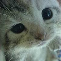 qq头像动物可爱萌猫图片