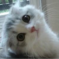 qq头像动物可爱萌猫图片