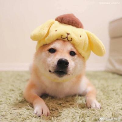呆萌宠物头像图片