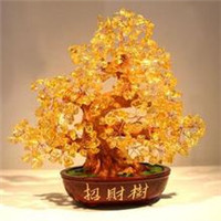 微信头像招财树