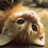 qq头像动物可爱萌猫图片