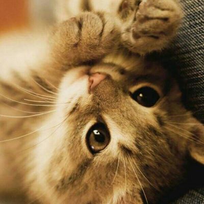 qq头像动物可爱萌猫图片