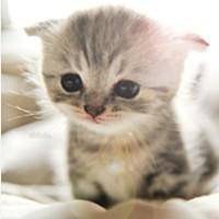 qq头像动物可爱萌猫图片