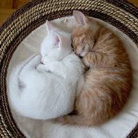 qq头像动物可爱萌猫图片
