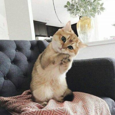 qq头像动物可爱萌猫图片