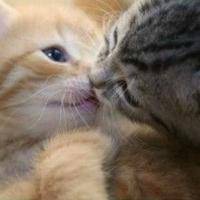 qq头像动物可爱萌猫图片