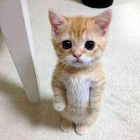 qq头像动物可爱萌猫图片