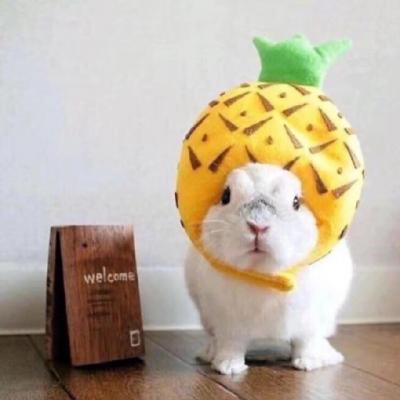 呆萌宠物头像图片