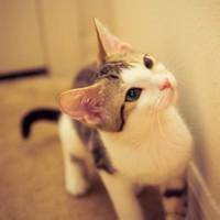 qq头像动物可爱萌猫图片