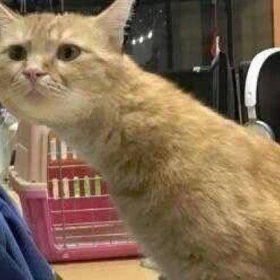 猫咪情侣头像独一无二搞笑图片