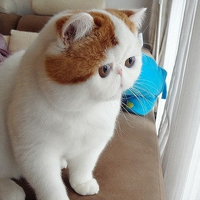 胖脸猫头像图片可爱