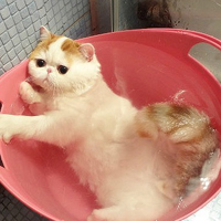 胖脸猫头像图片可爱