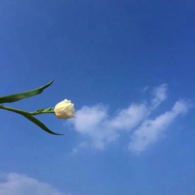 微信头像简约干净唯美风景静物图片