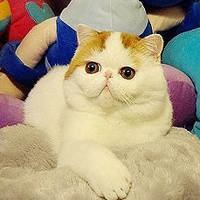 胖脸猫头像图片可爱