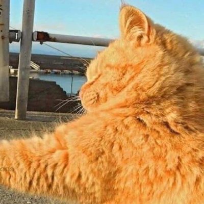 猫咪情侣头像独一无二搞笑图片