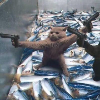 猫咪情侣头像独一无二搞笑图片