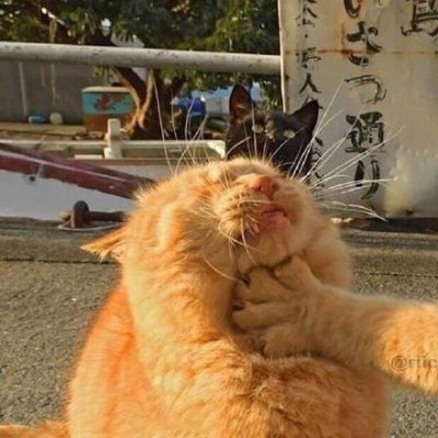 猫咪情侣头像独一无二搞笑图片