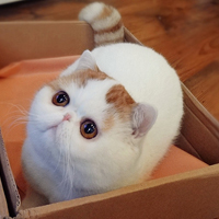胖脸猫头像图片可爱