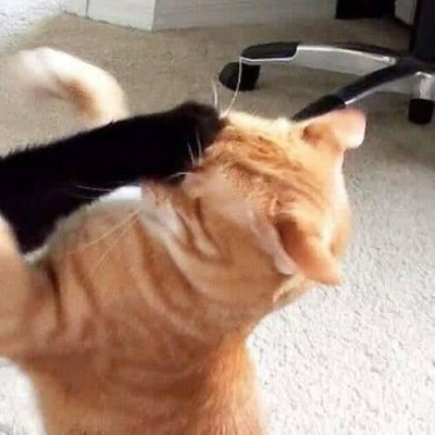 猫咪情侣头像独一无二搞笑图片