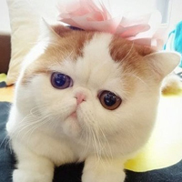 胖脸猫头像图片可爱
