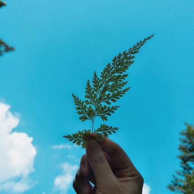 微信头像简约干净唯美风景静物图片