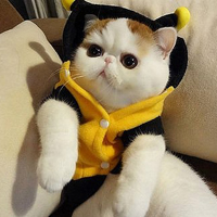 胖脸猫头像图片可爱