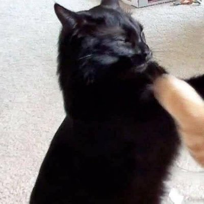 猫咪情侣头像独一无二搞笑图片