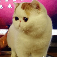胖脸猫头像图片可爱