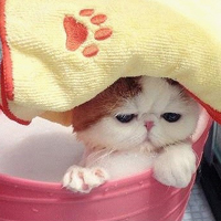 胖脸猫头像图片可爱