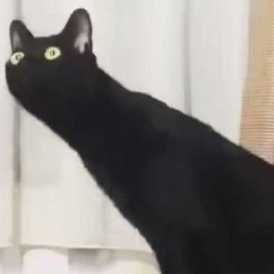 猫咪情侣头像独一无二搞笑图片