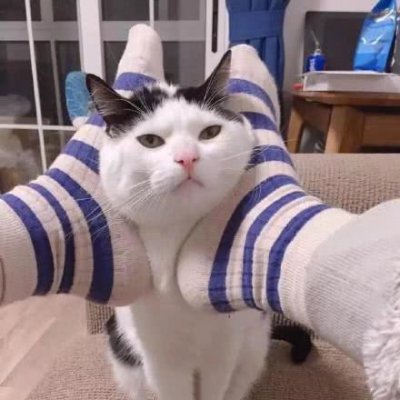 猫咪情侣头像独一无二搞笑图片