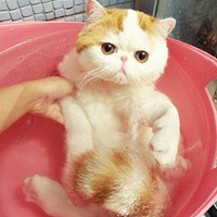 胖脸猫头像图片可爱