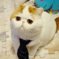 胖脸猫头像图片可爱