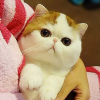 胖脸猫头像图片可爱