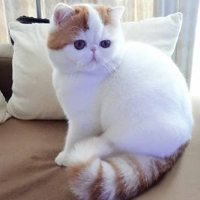 胖脸猫头像图片可爱
