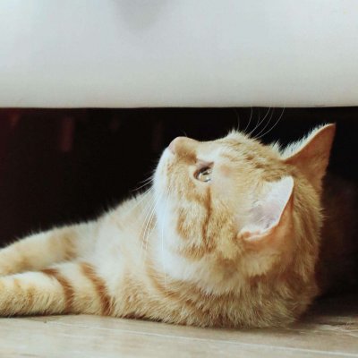 猫狗情侣头像