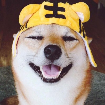 猫狗情侣头像