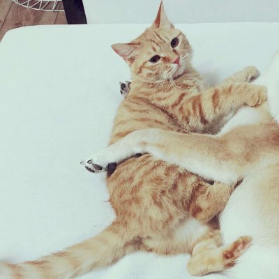 猫狗情侣头像