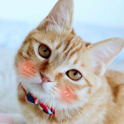 猫狗情侣头像