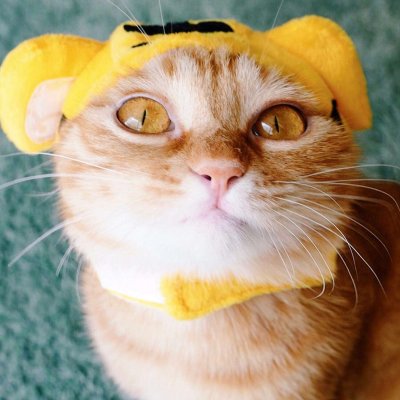 猫狗情侣头像