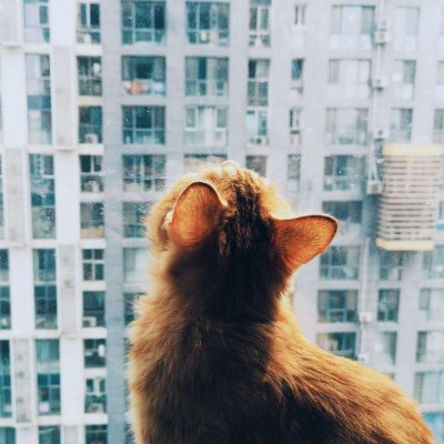 猫狗情侣头像