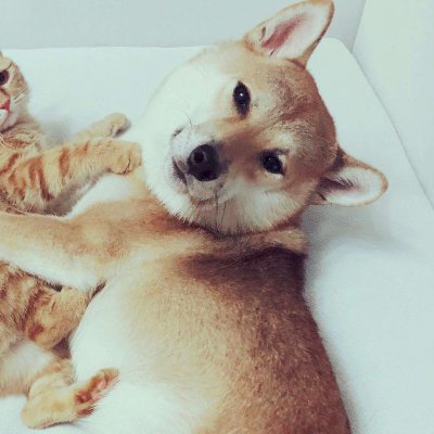 猫狗情侣头像