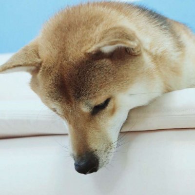 猫狗情侣头像