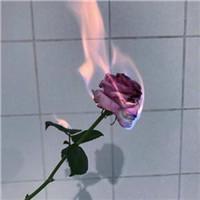 美丽的红色玫瑰花头像图片