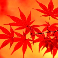 最好看的枫叶头像图片