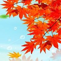 最好看的枫叶头像图片