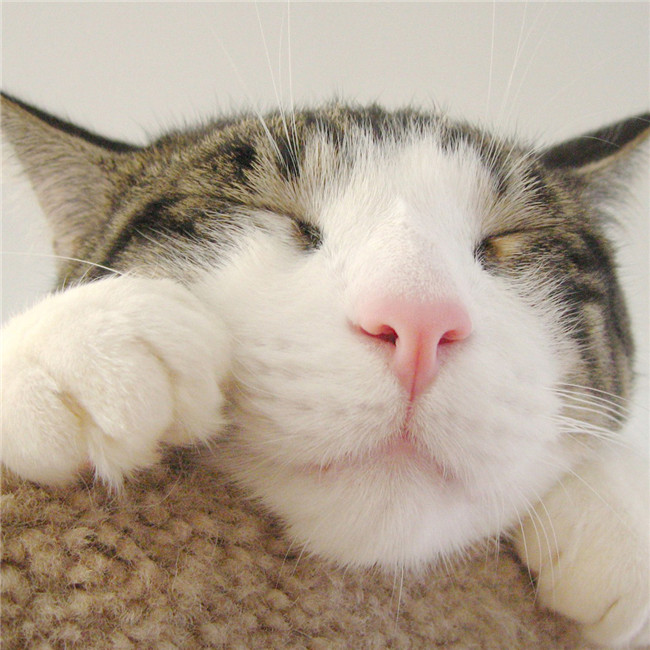超萌微信猫咪超清头像图片