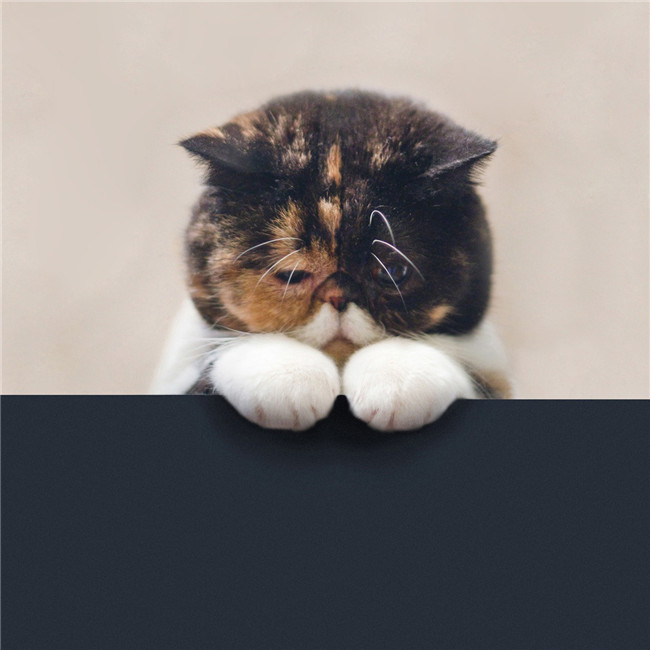 超萌微信猫咪超清头像图片