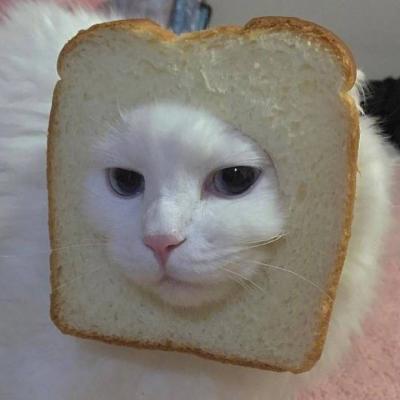 微信头像高清可爱猫咪图片