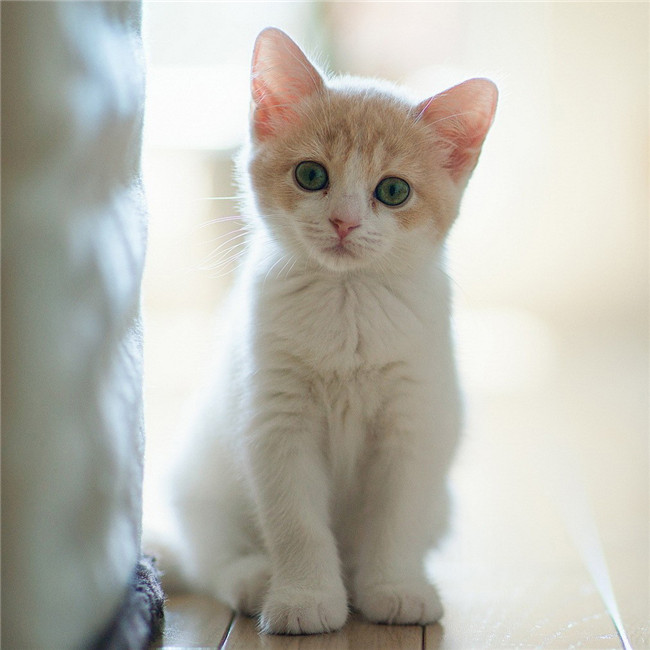 超萌微信猫咪超清头像图片